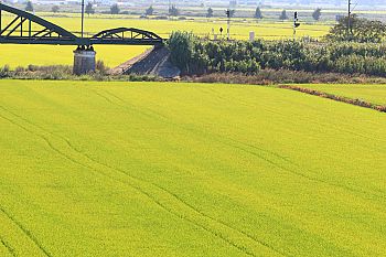 PS pede audição urgente do ministro da Agricultura por “pressão ilegítima” sobre entidades ambientais